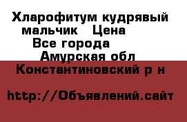 Хларофитум кудрявый мальчик › Цена ­ 30 - Все города  »    . Амурская обл.,Константиновский р-н